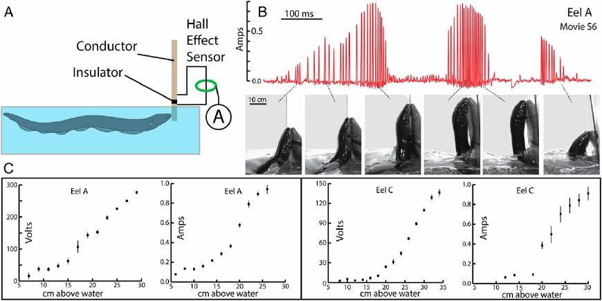 科学家拿电鳗做实验,电鳗自己把自己电死实验