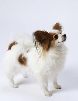 比熊幼犬需要剃胎毛,幼犬得皮肤病需要剃胎毛么