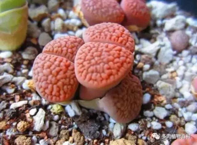 生石花多肉植物怎么养护,多肉生石花怎么能养大