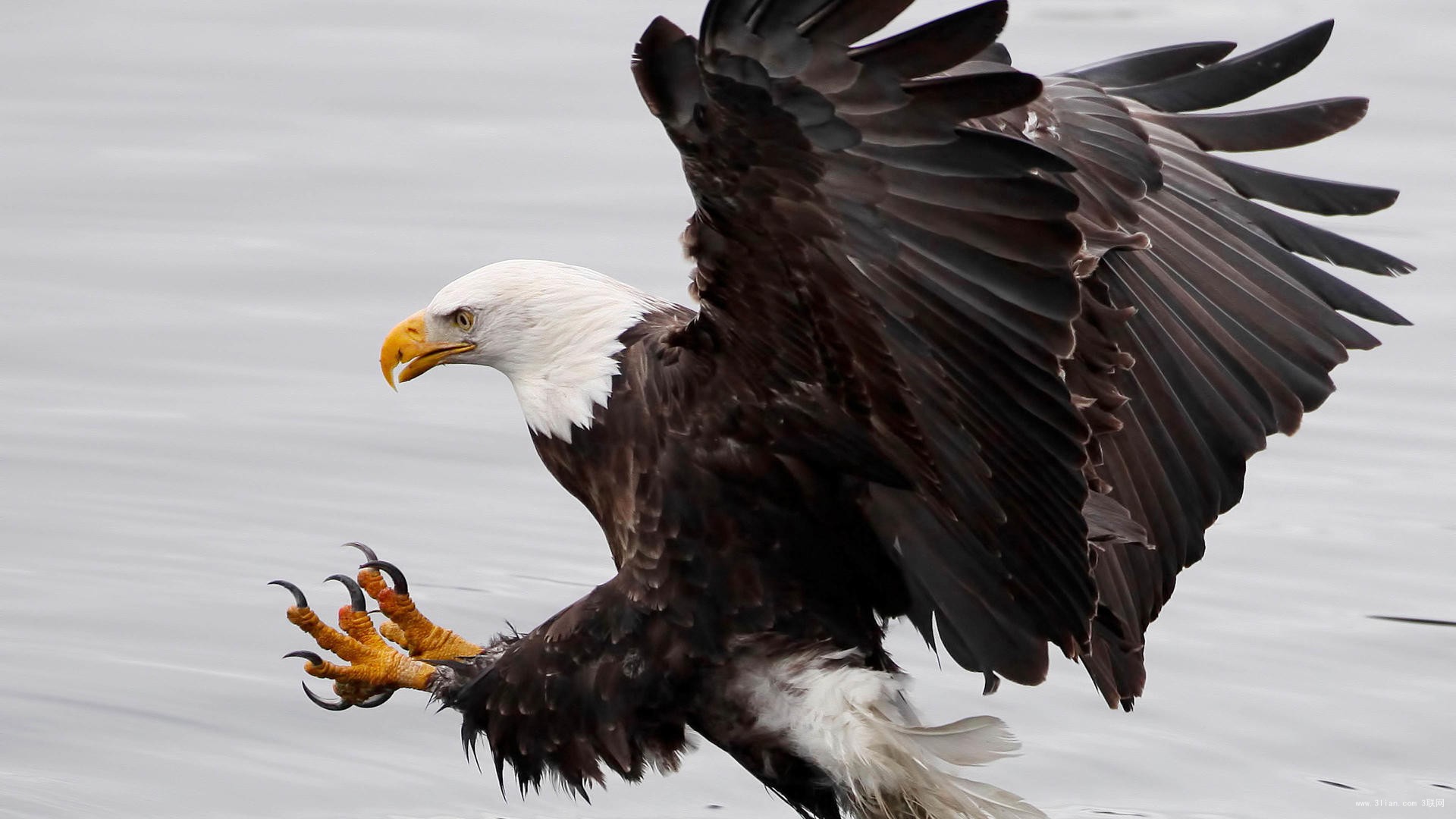 鸟类的视觉能力远超人类想象，神奇的导航能力曾长期让科学家困惑