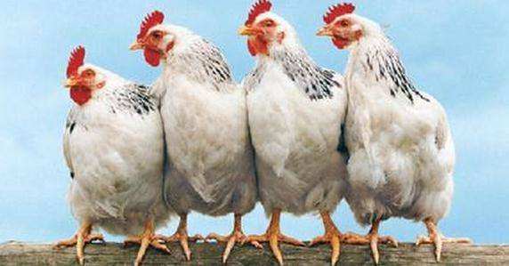 鸡钙缺乏症应如何防治,鸡缺乏钙怎么办
