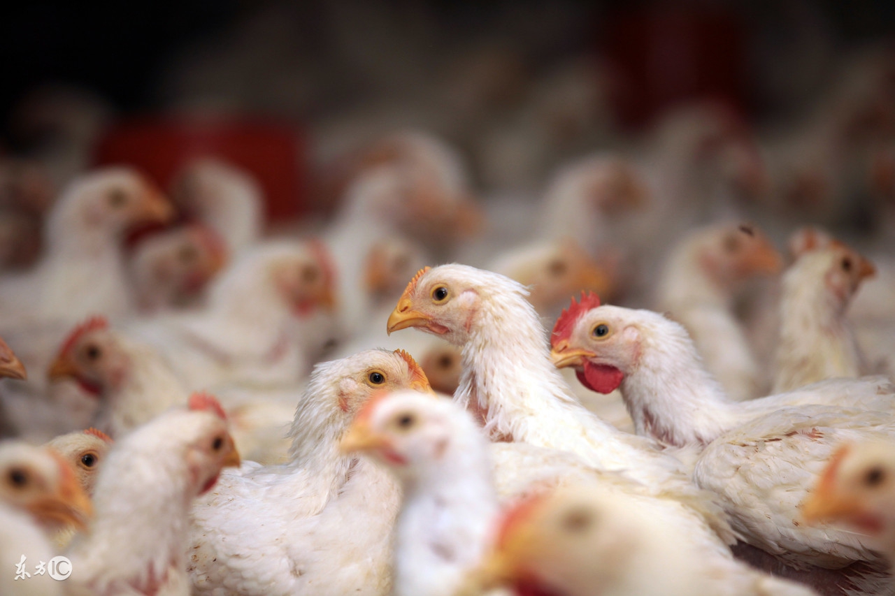 鸡钙缺乏症应如何防治,鸡缺乏钙怎么办