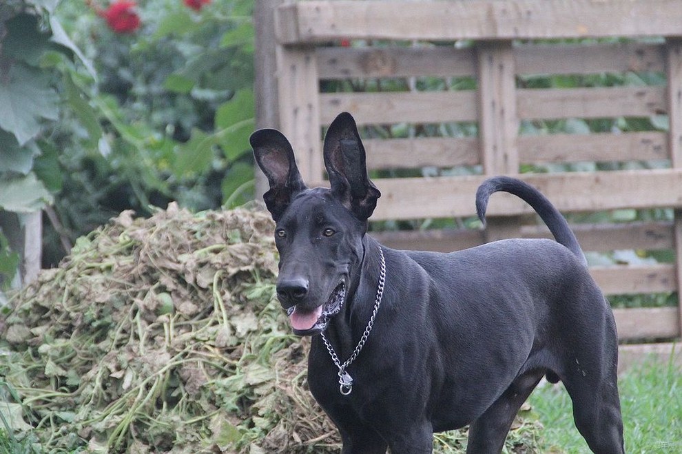 大型护卫犬黑狼智商,黑狼犬视频德国牧羊犬