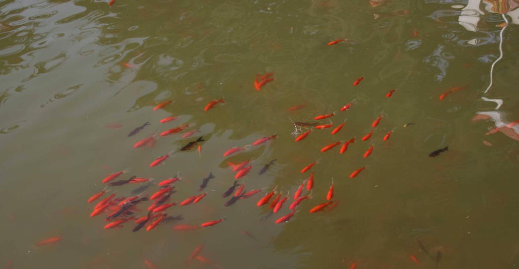 串钩钓鱼技巧和方法讲解,串钩钓鱼技巧气温低怎么使用串钩