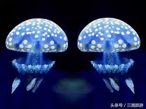 株洲神农城水母,株洲海洋馆水母王国