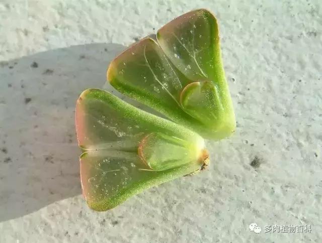 生石花多肉植物怎么养护,多肉生石花怎么能养大