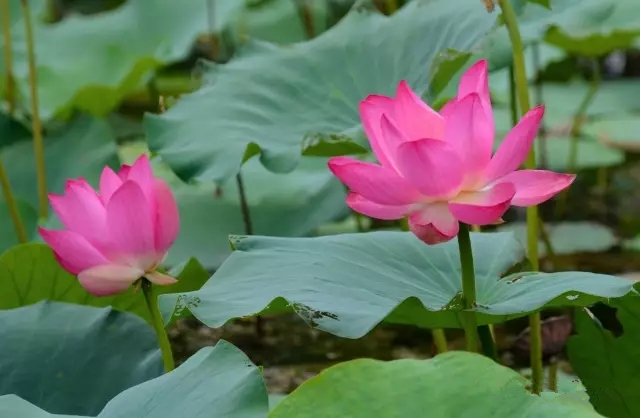 美丽的郑州北龙湖湿地公园,郑州北龙湖湿地公园初冬游记