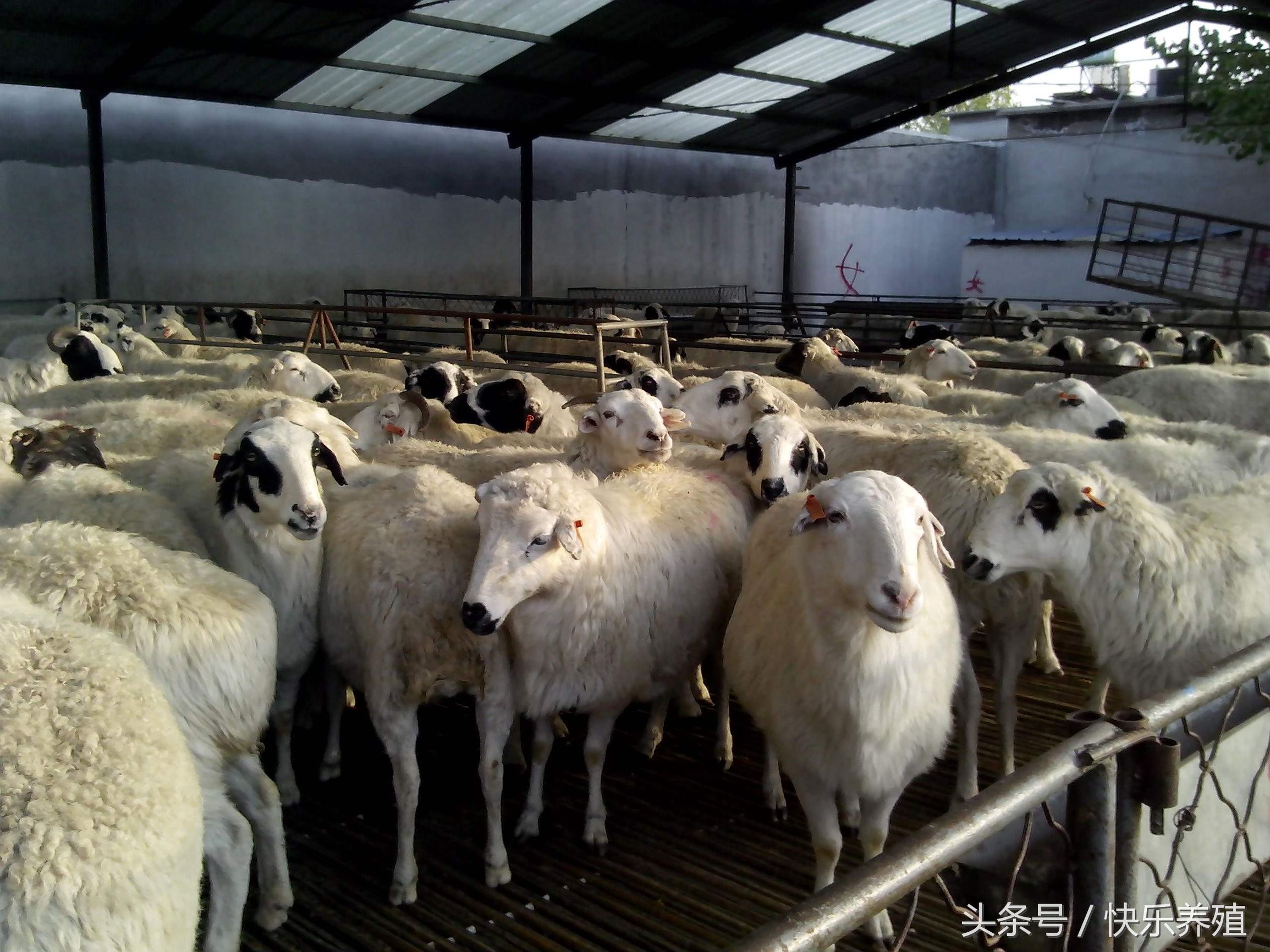 新手养羊育肥羊怎么入门,淘汰老母羊育肥方法