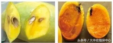 还没熟透的芒果切开后怎么办,芒果切开中间软烂