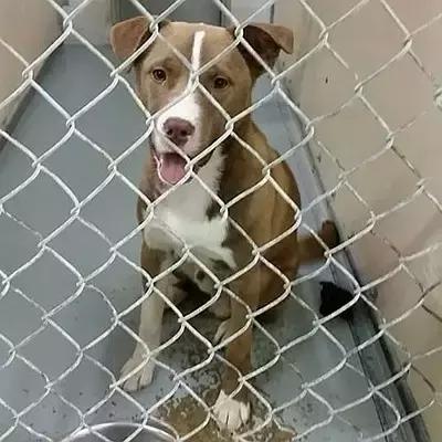 领养代替购买是“馅饼”还是“陷阱”?|请辩