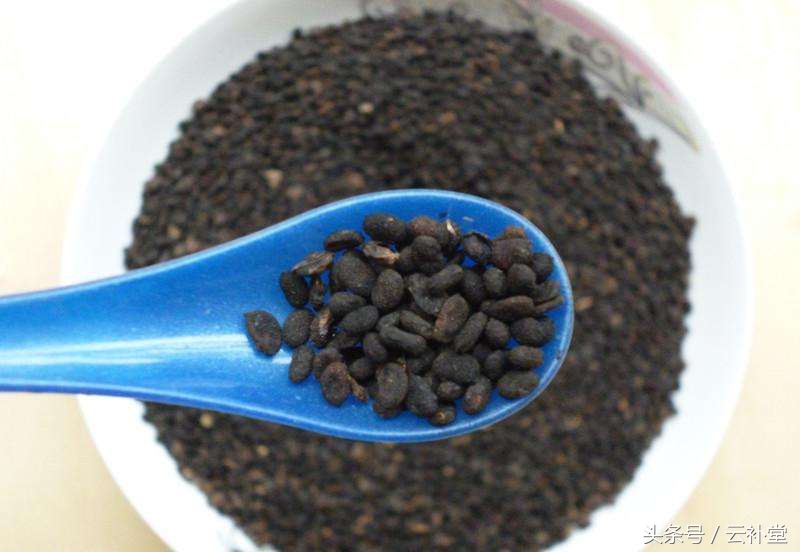 补骨脂的功效与作用和主治,补骨脂的功效与作用剂量