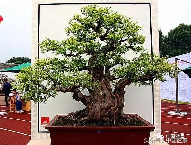 盆景收藏的前景,盆景收藏视频大全