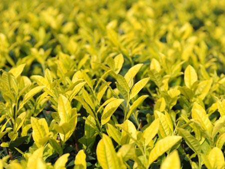 茶叶种类大全大红袍,茶叶的种类图片大图