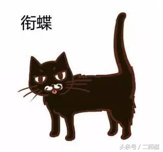 古人怎么给猫取名,猫的古代名字大全