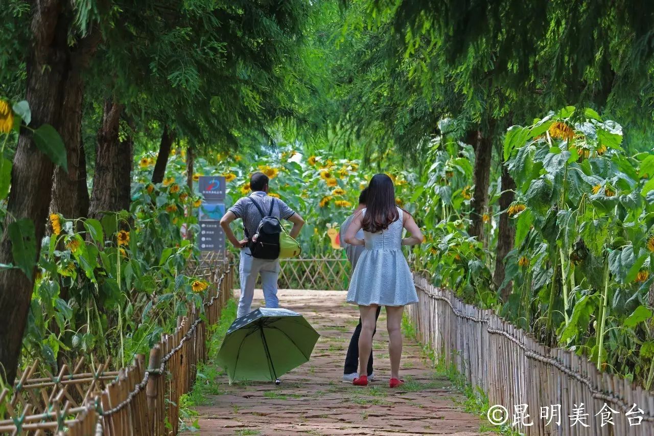 昆明捞鱼河公园万株野花如期绽放，国庆节踩烂2张共享单车也得去