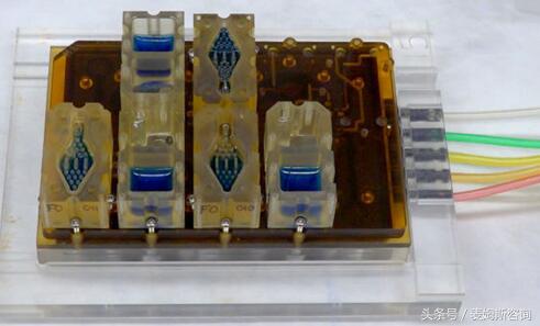 器官芯片技术,器官芯片