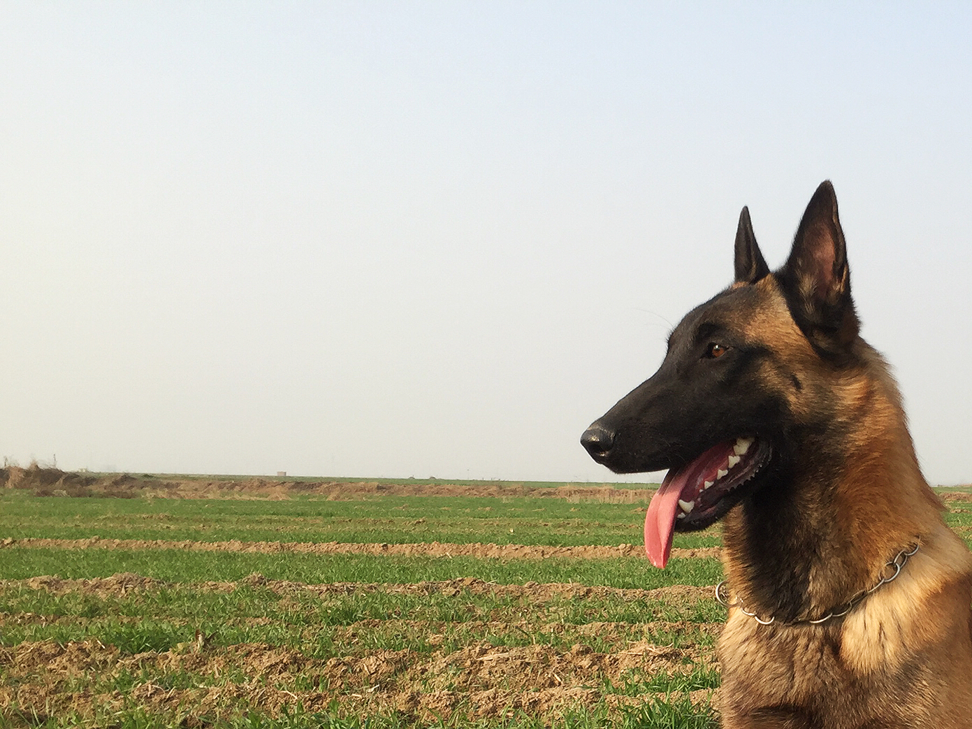涓栫晫鍚嶇姮椹姮鎺掑悕,涓栫晫鍚嶇姮鐘澶у叏