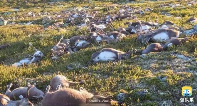 被雷劈是种什么样的体验？看完简直身受同感