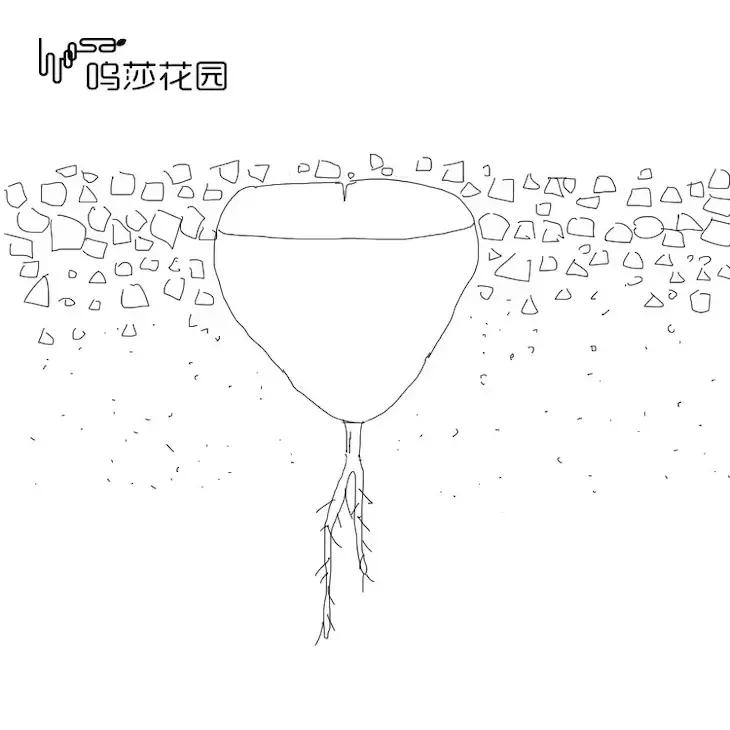 四川能养好生石花吗,怎么样养好生石花