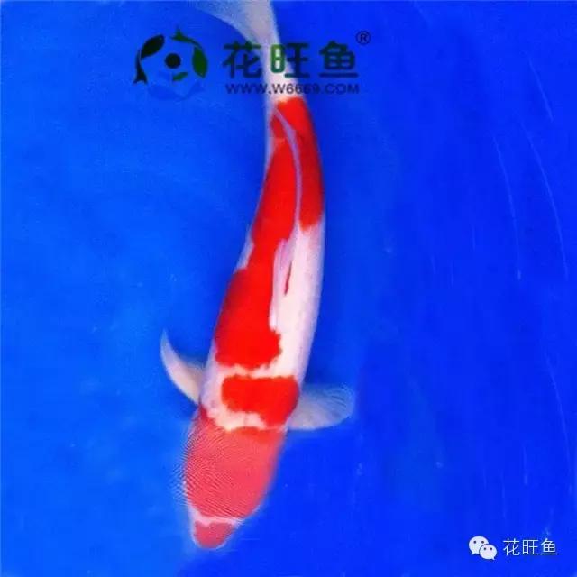 锦鲤鱼缸泡沫多最简单的处理方法,锦鲤鱼缸水面有泡沫的原因和处理