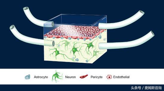 器官芯片技术,器官芯片