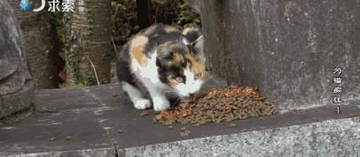 吸猫电影完整版免费,吸猫满足哪些需要