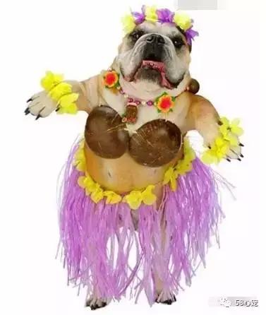 一梦谈狗:英牛那么丑,价格又贵,为什么还有那么多人养?