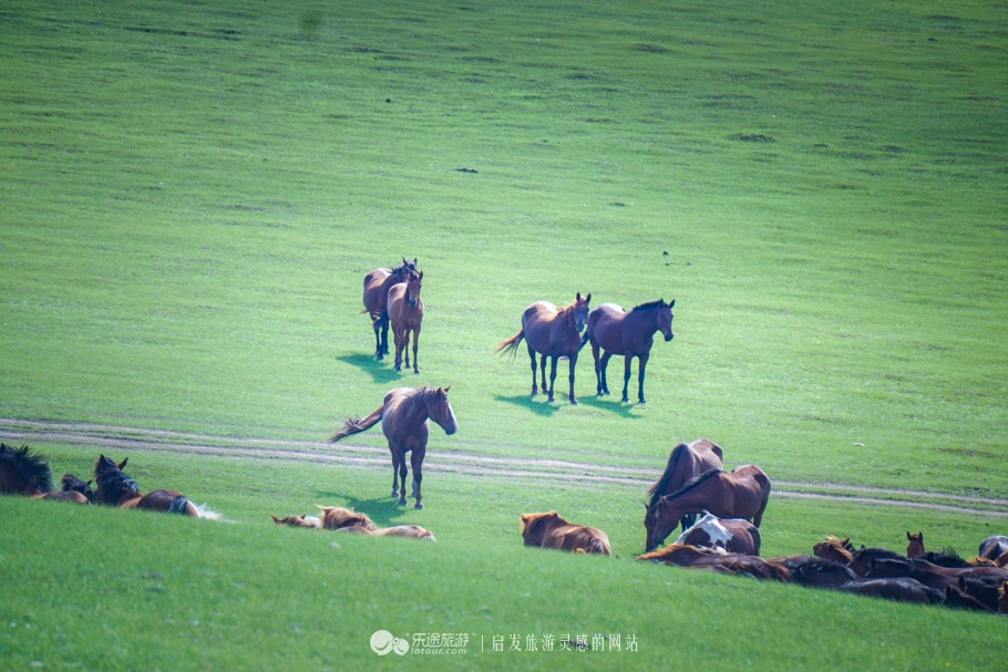 三河马的血统有哪些,三河马是怎么诞生的