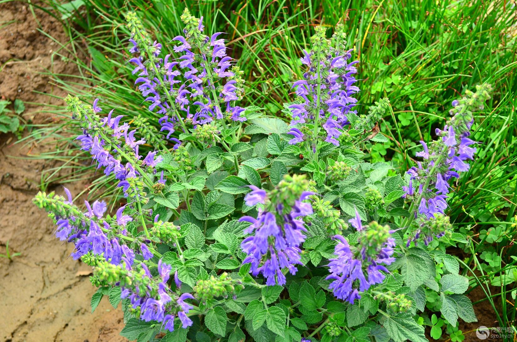 商洛景区当地小吃特产,商洛地区哪个县的特产最好