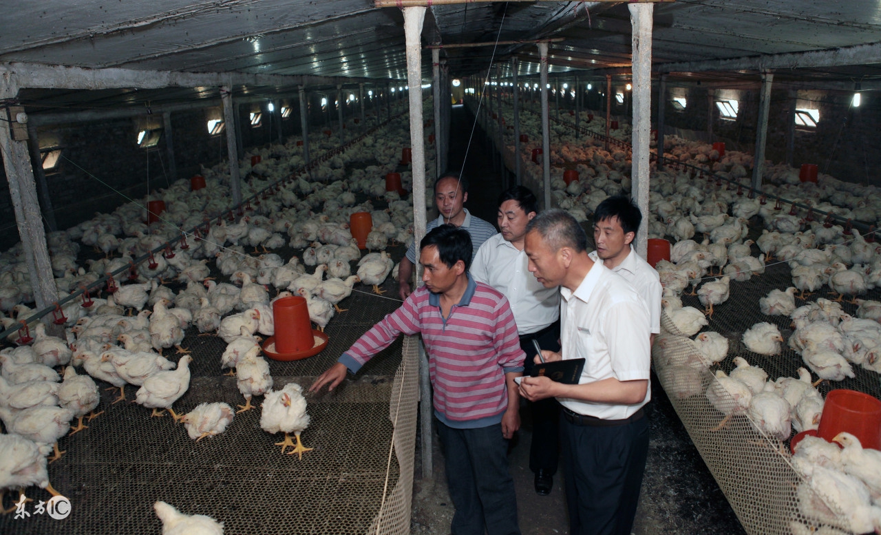 防止鸡打架的有效办法,鸡打架是怎么回事