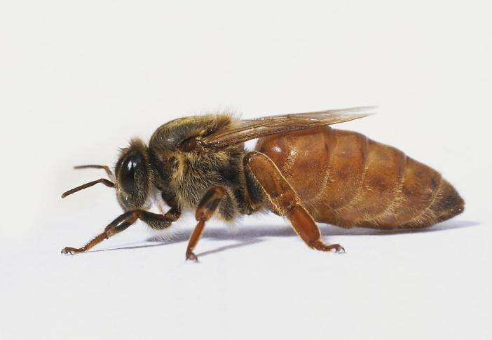 能活1000多年的水熊虫,水熊虫生命力到底有多顽强