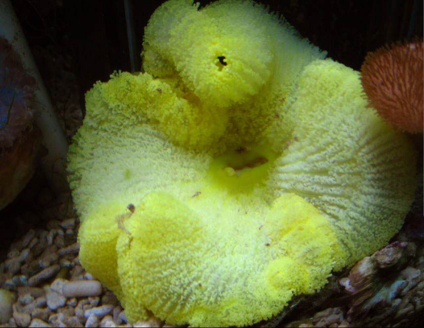 能生存100年的水熊虫,水熊虫生命力真的很顽强吗