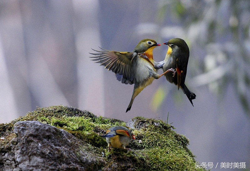 稀奇,这位农民竟懂鸟语?一分钟教你听懂画眉鸟在说什么
