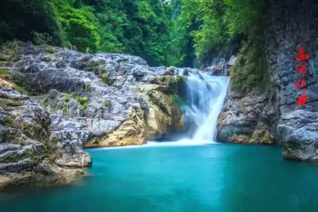 凤冈遵义茶,贵州遵义凤冈锌硒茶