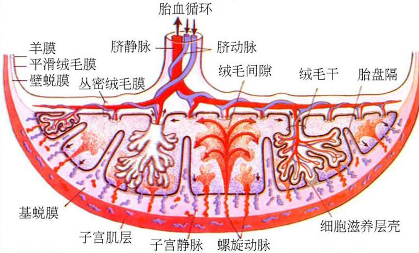 还在用自己的胎盘熬汤喝？真是太浪费了，看看最科学的处理方式