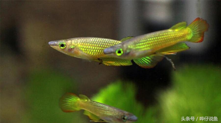 一条小小金龙鱼多少钱,2万元一条金龙鱼