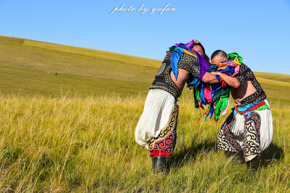 草原上的民间游戏，牛羊在吃草，牧民在搏克