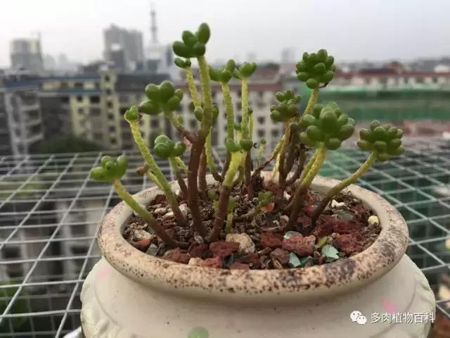 秋风送爽适用于九月吗,秋风送爽赏景天