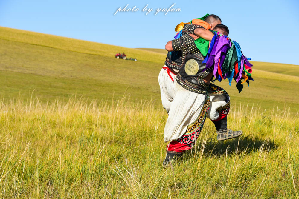 草原上的民间游戏，牛羊在吃草，牧民在搏克