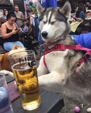 狗狗喝醉了几天能好,狗狗喝醉了