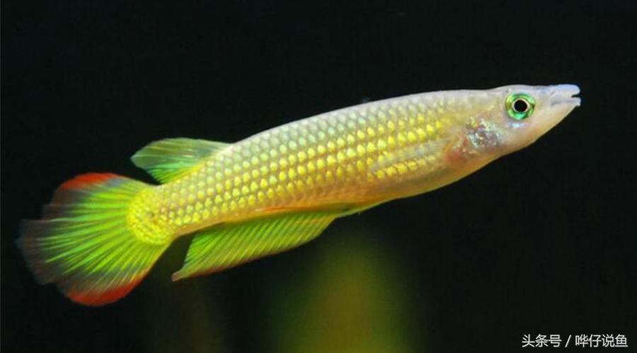 一条金龙鱼大概值多少人民币,一条金龙鱼上百万吗