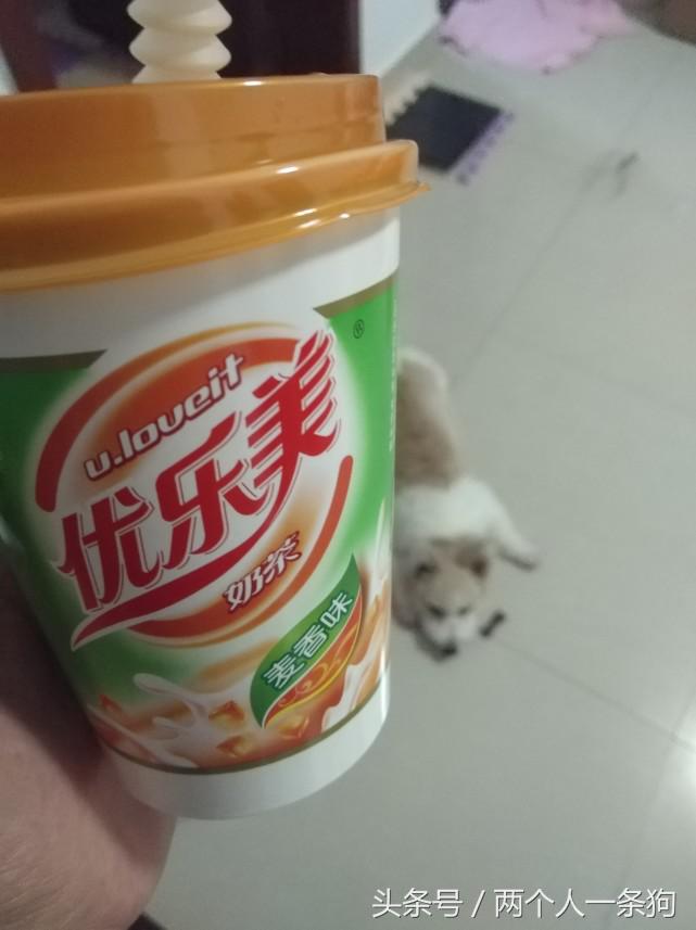 养一只挑食狗,养宠物狗挑食怎么办