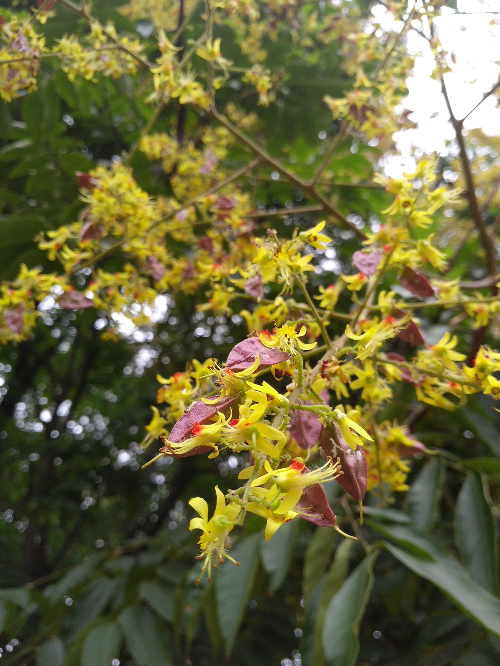 树顶长黄花的草药,山上开黄花的中草药