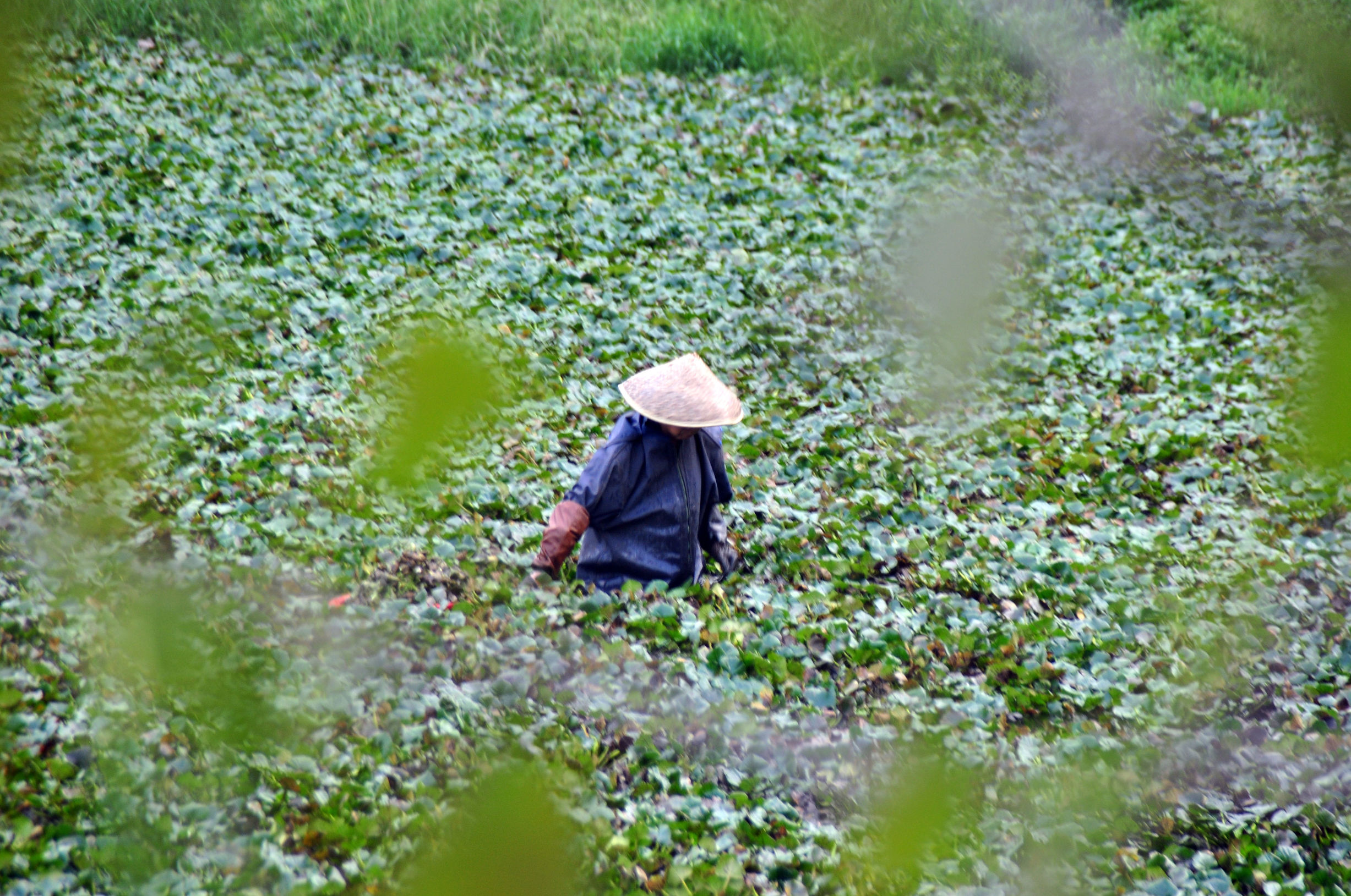 菱角采摘的过程,新鲜菱角开始采摘吃起来粉糯香甜