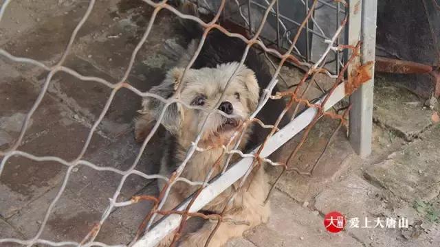 我们用镜头记录生活,记录流浪狗真实生活