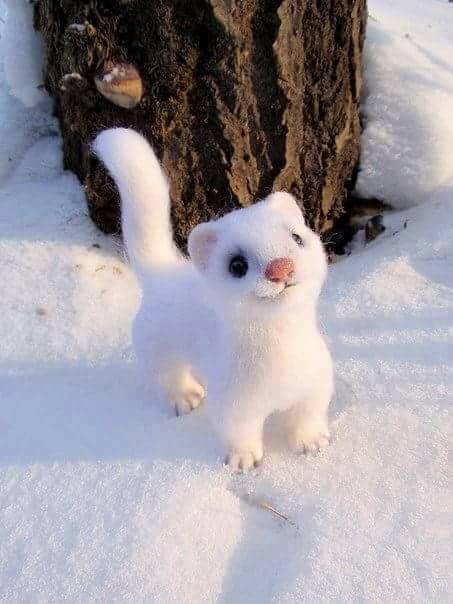 生活在北美的黄鼠狼，狩猎10倍大的猎物无压力