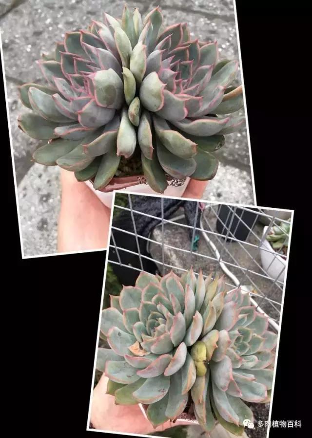 秋风送爽适用于九月吗,秋风送爽赏景天