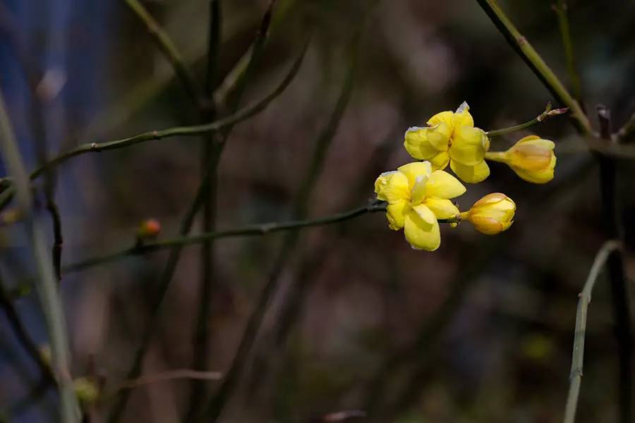 南京十大赏花胜地,南京玄武湖春季赏花攻略请收好