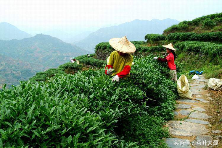 安溪铁观音茶发源地,安溪铁观音是哪个省份的名茶