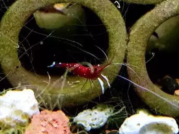 家装水景鱼缸造型全景,家居水景大号